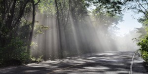 Forest road. Landscape.